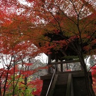 平林寺の紅葉６