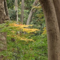 平林寺の紅葉７