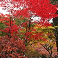 平林寺の紅葉８