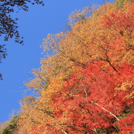 養老渓谷の秋　- 青空と共に -