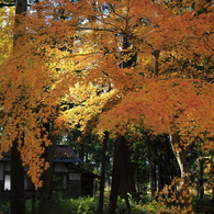 林の中の紅葉