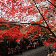 紅葉の参道