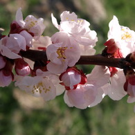 あんずの花