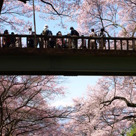 高遠城山公園