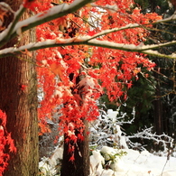 紅葉と雪