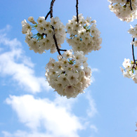 サクラと青空