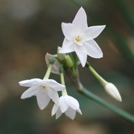 PC166060