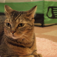 猫カフェ①