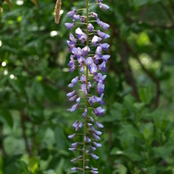 P4290863