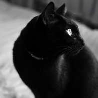 black cat