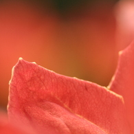 紅蓮の明かり