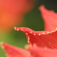 紅に向かって