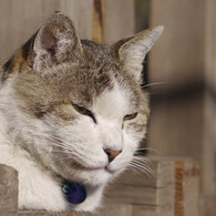 うってかわって深く鋭い眼差しの猫さん