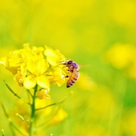 菜の花色