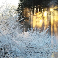 毛嵐からの贈りもの　−19℃の朝