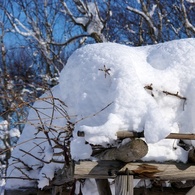 雪化粧3