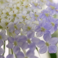 Violet. . .