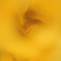  Another Tulip