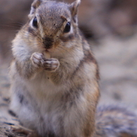 シマリス