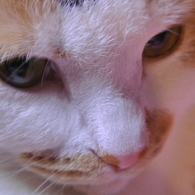 ネコ