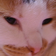ネコ