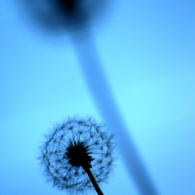 into the senmou