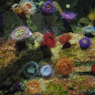 海の花畑