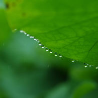 raindrop 1