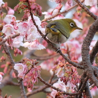 春の香りを感じて...