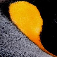 King Penguin