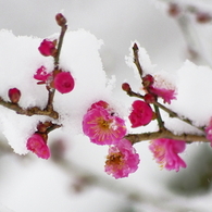 雪紅梅