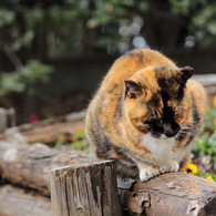 江ノ島猫Ⅰ