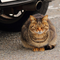 江ノ島猫Ⅱ