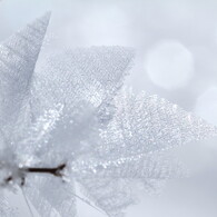 Silver frost