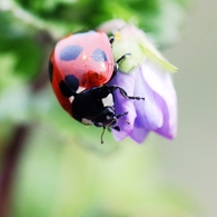 花遊戯
