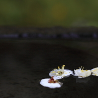 梅　- 水上の落花美 -