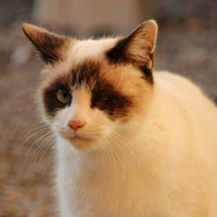 のら猫～黄昏時～政宗（名前）～ドッキとする目つき　「間違えるな私は男だ！」