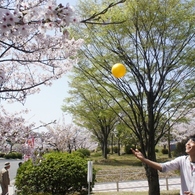 お花見とボール