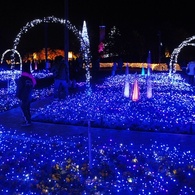 青LEDの絨毯