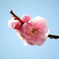 桜_06