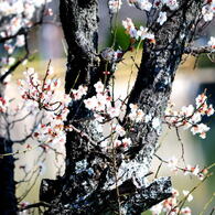桜_07