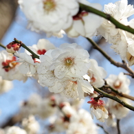 桜-08