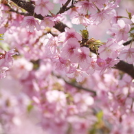 桜色の薫り