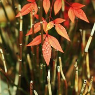 春の雫Ⅴ