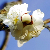 花をまとった蕾　梅