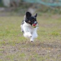 飛行犬