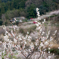 IMGP0911