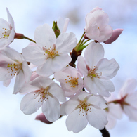 桜・さくら