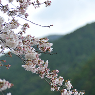 桜の枝