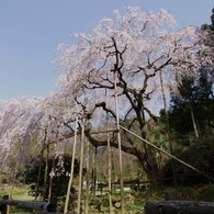 枝垂れ桜in波佐見　ギャラリー用。。７